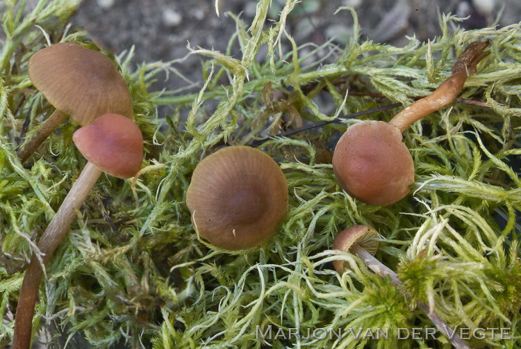 Bruine moeraszwavelkop - Hypholoma udum